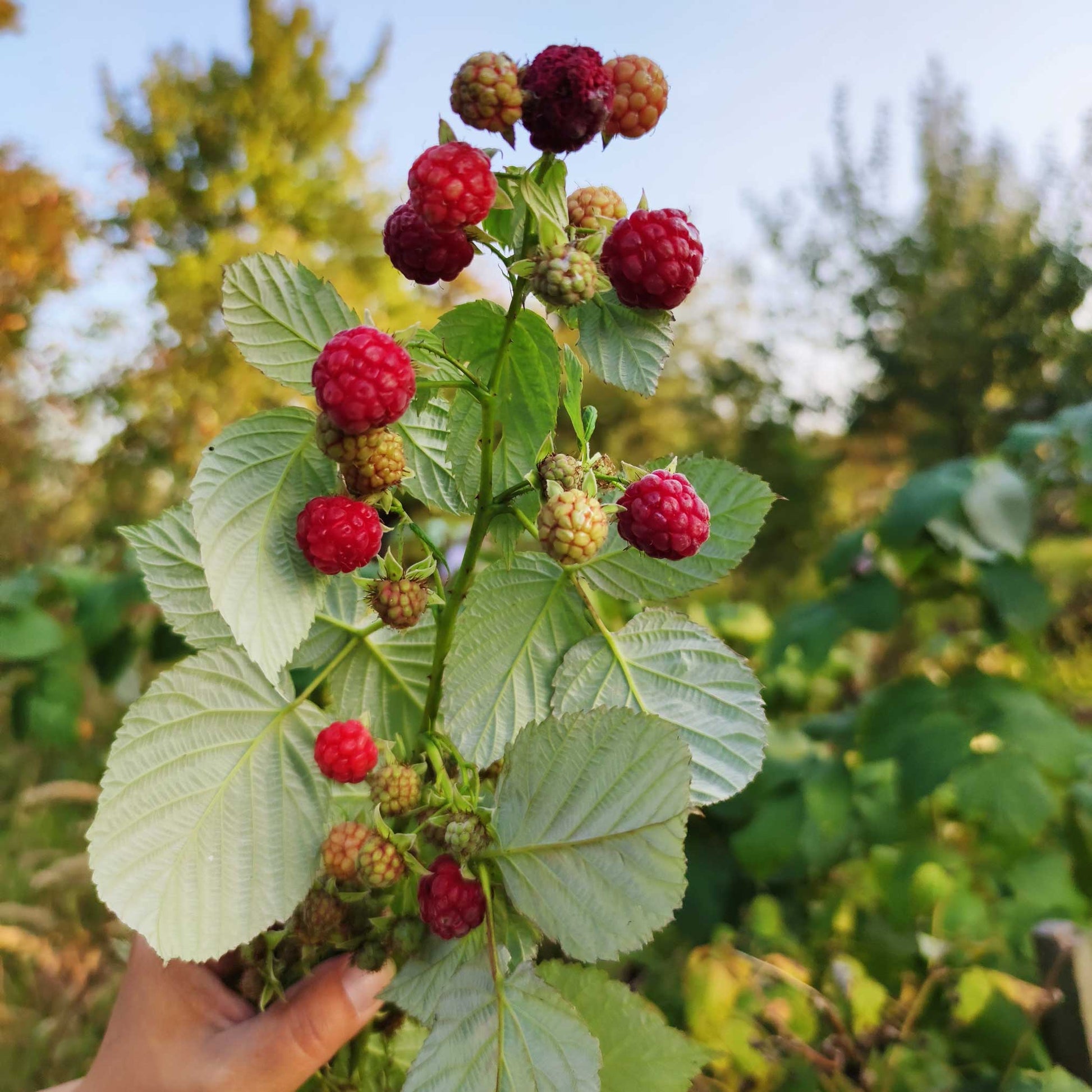 Raspberries Grow From Seed Heritage Raspberry Bushes For Sale