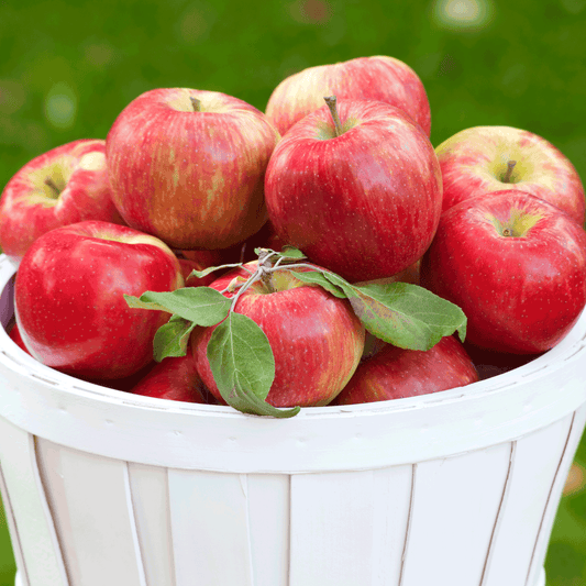 Honeycrisp  Apple Tree