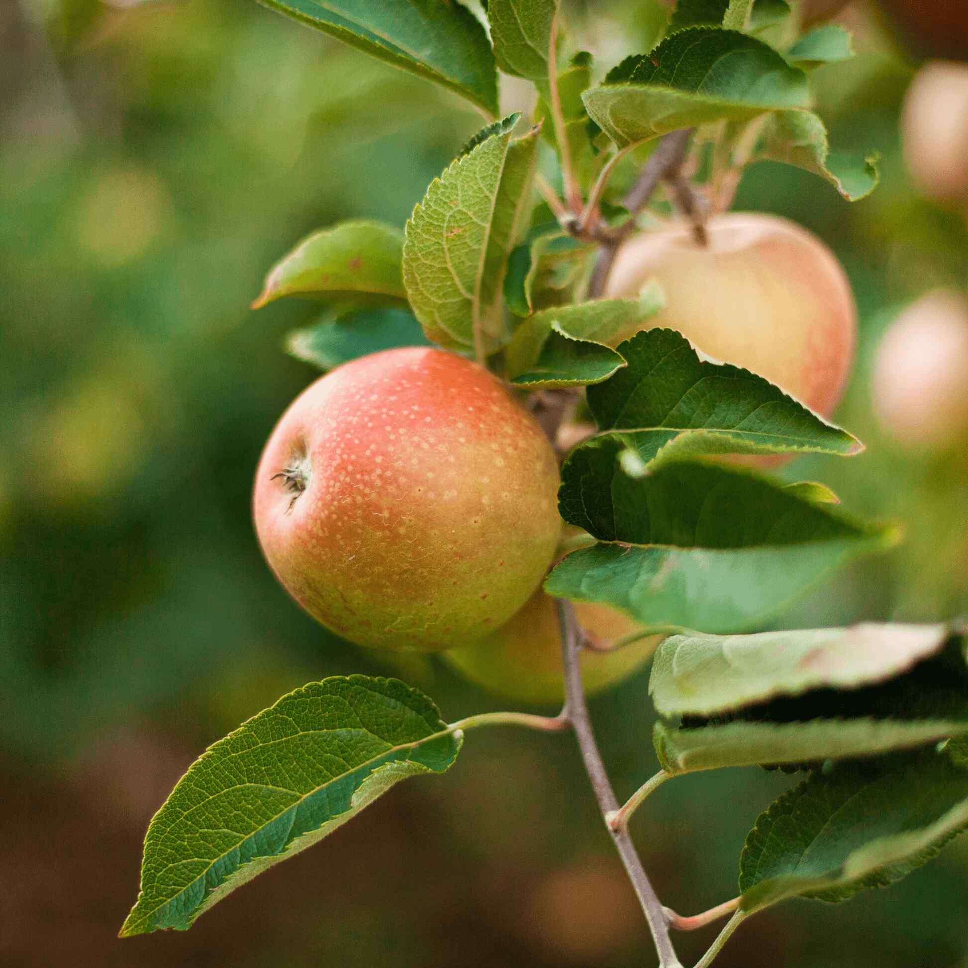 planting honeycrisp apple seeds Honeycrisp™ Apple Tree