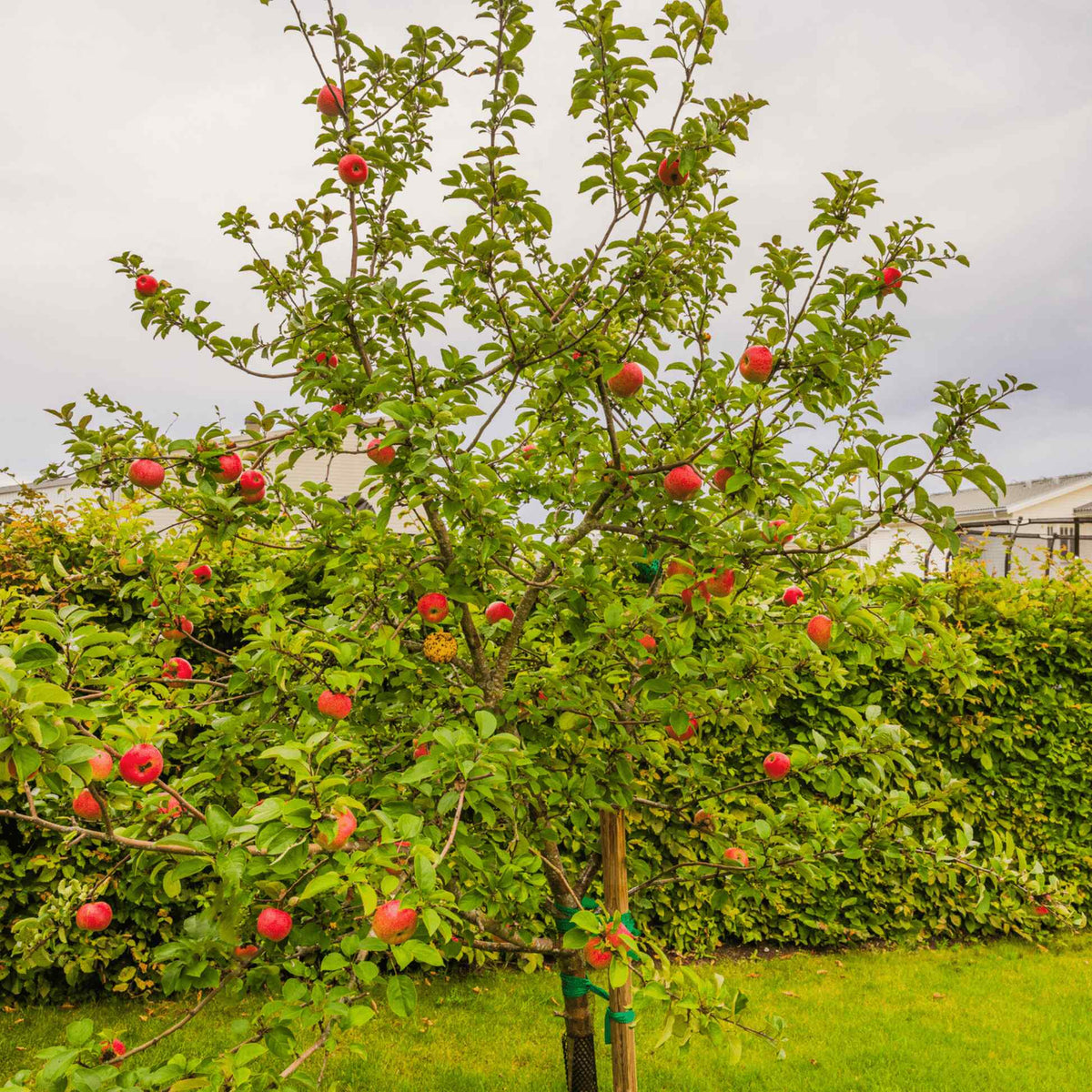 4 Apple Tree Honeycrisp Apple Tree – Epic Gardening