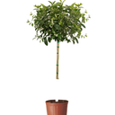 Improved Meyer Lemon Tree