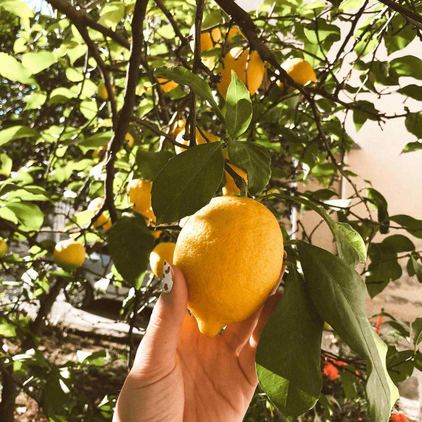 Improved Meyer Lemon Tree