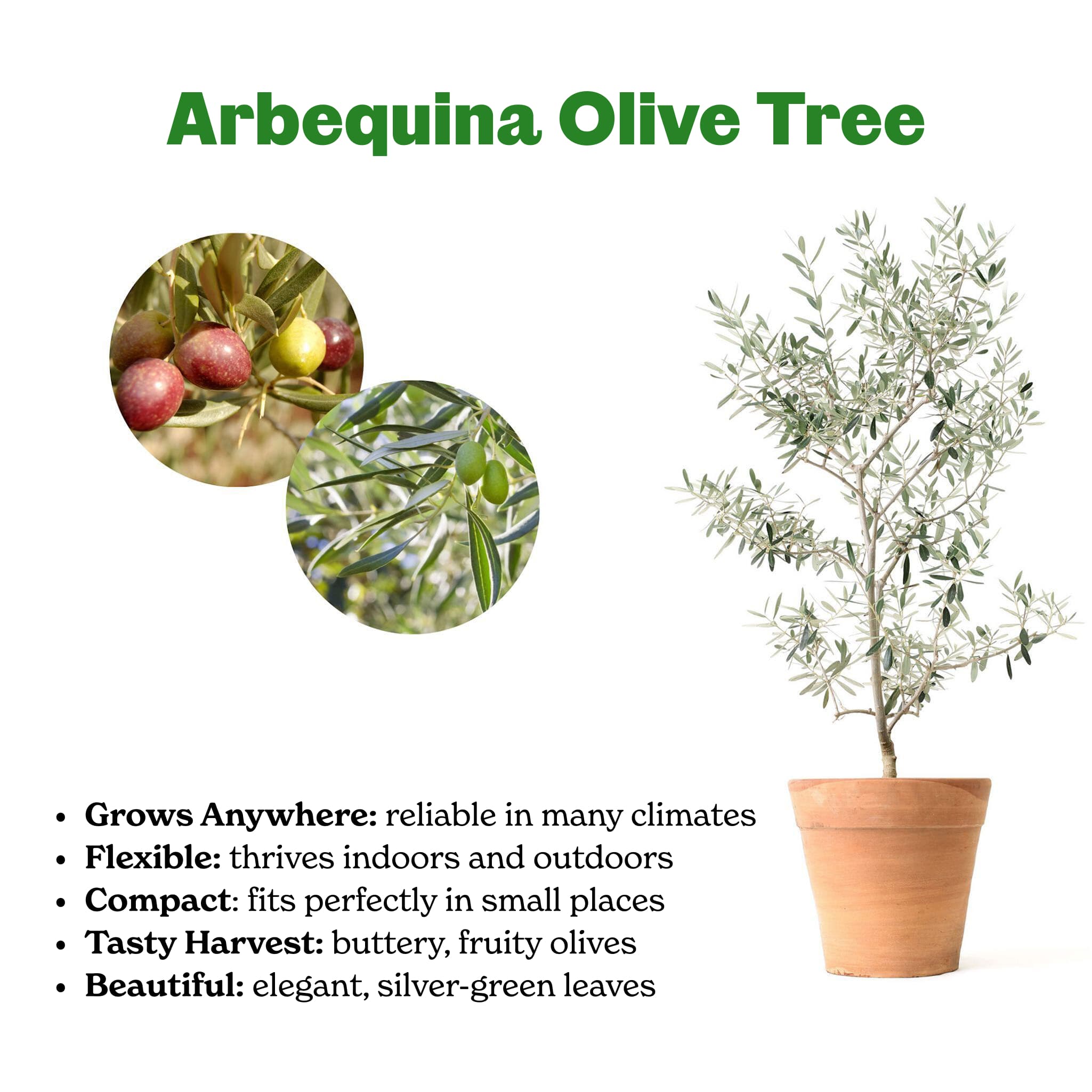 Epic Gardening Olive Tree - Thumbnail 3