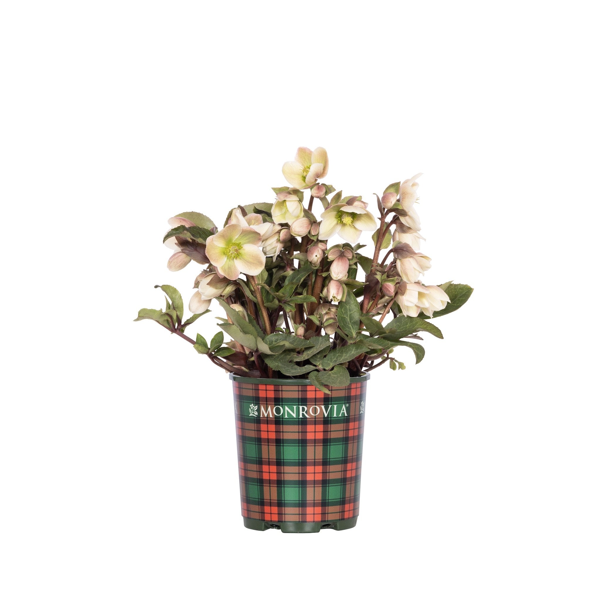 Ivory Prince Hellebore – Epic Gardening