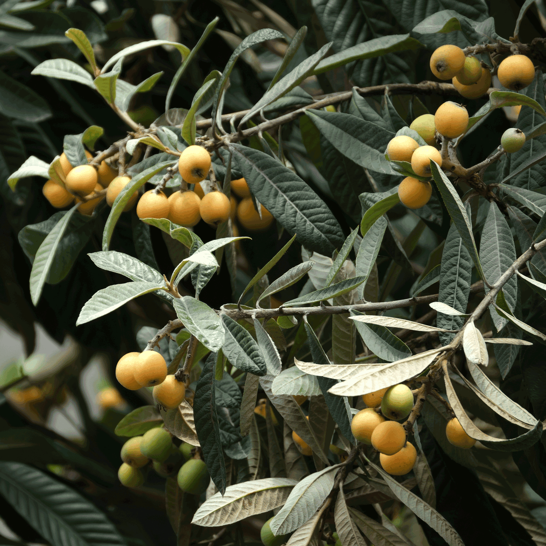 Loquat – Epic Gardening