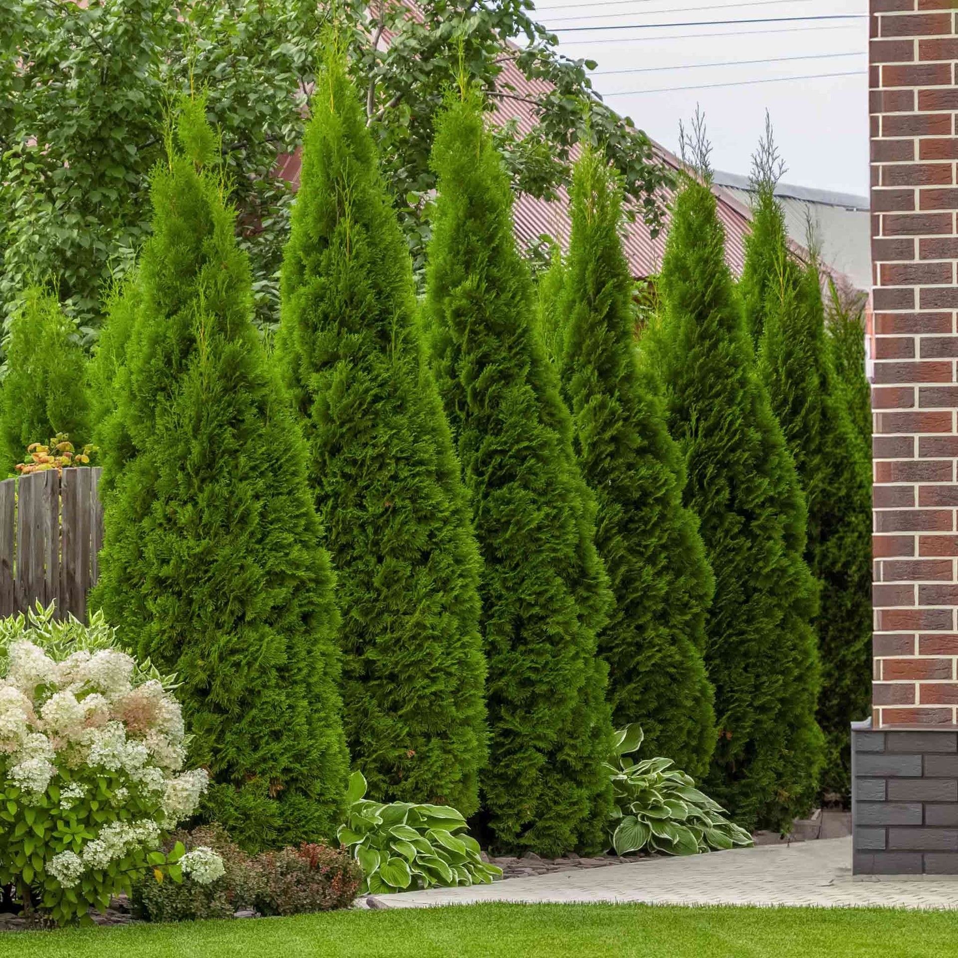 Junior Giant Thuja Tree – Epic Gardening