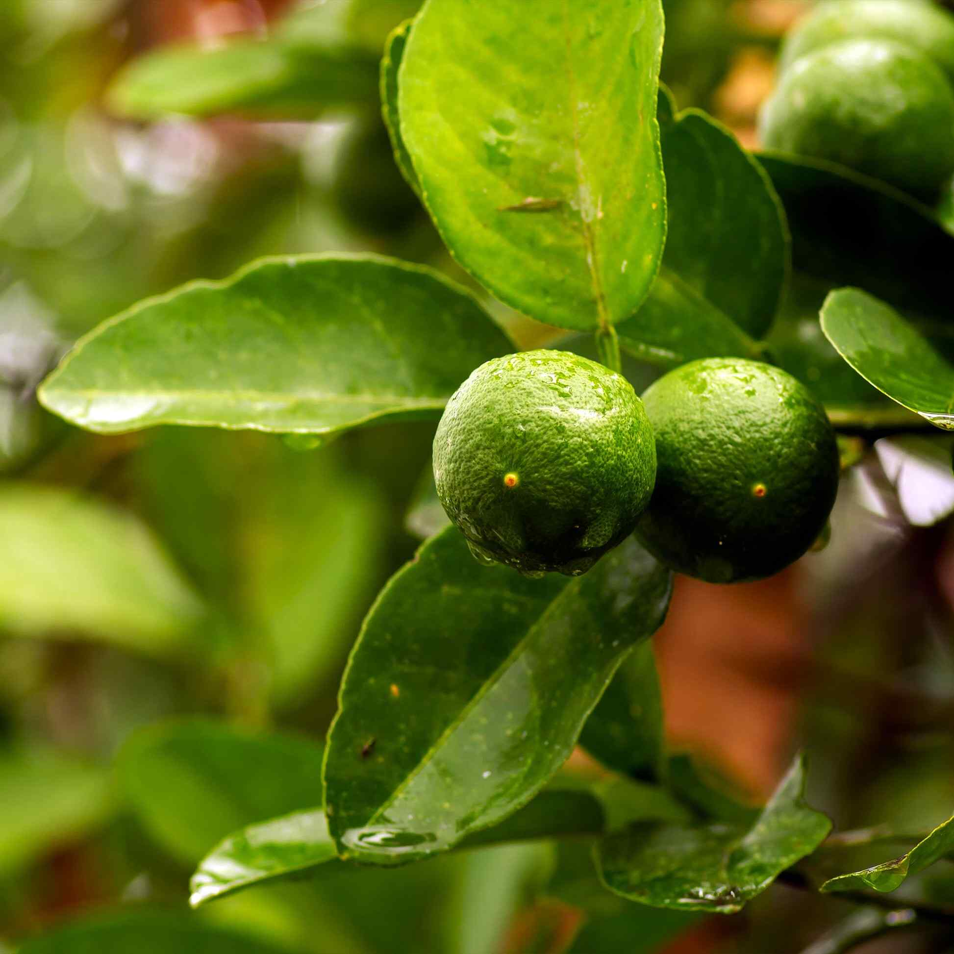 Epic Gardening Key Lime Tree - Thumbnail 3