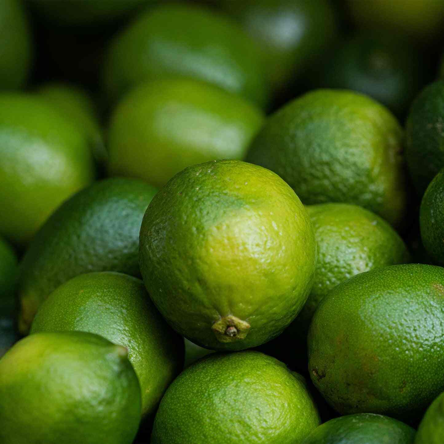 Epic Gardening Key Lime Tree