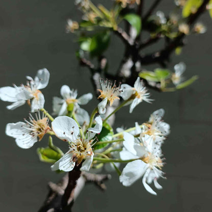 Lapins Cherry Tree