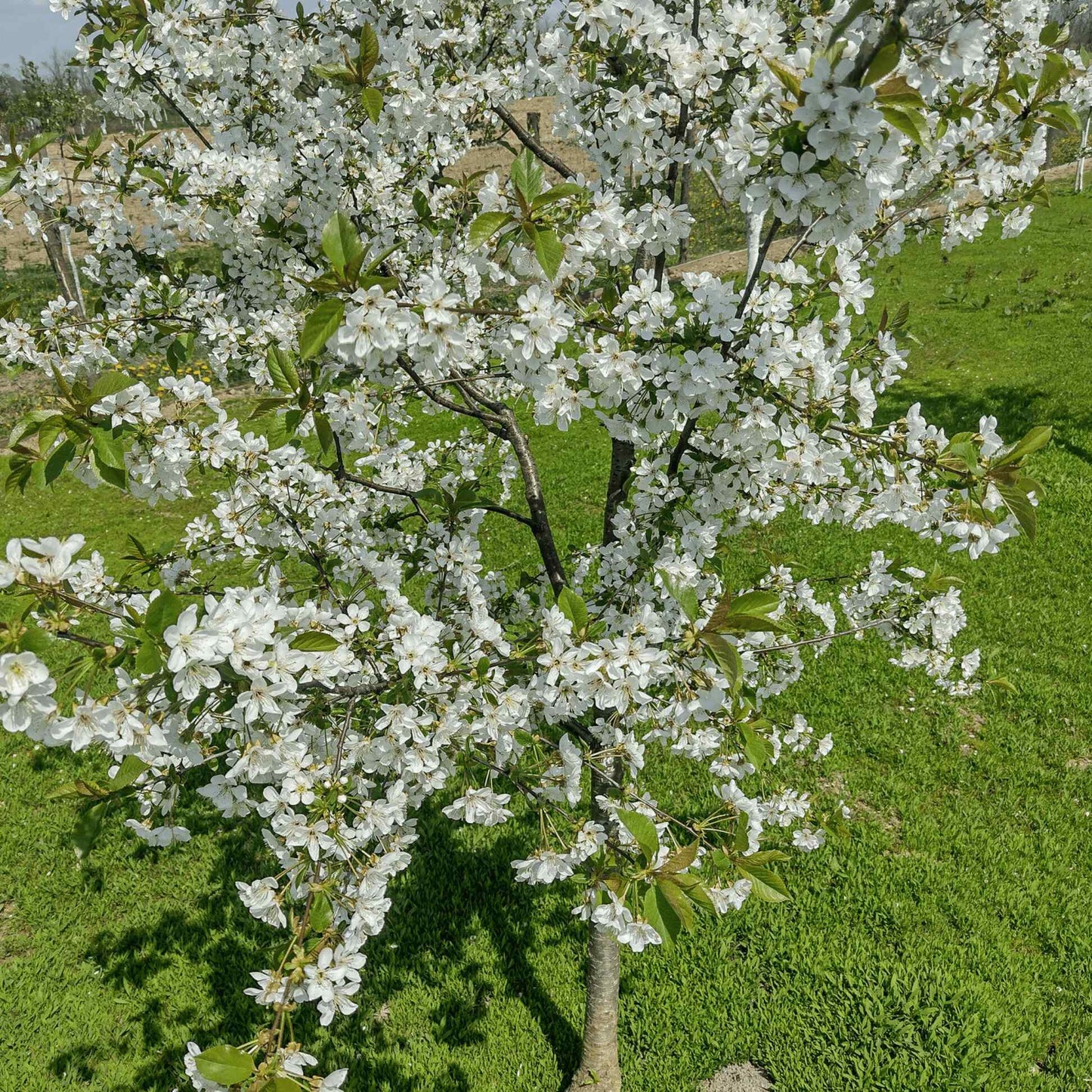 Lapins Cherry Tree