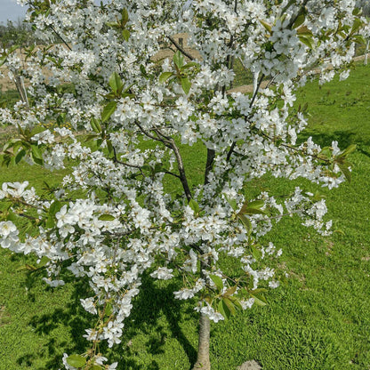 Lapins Cherry Tree