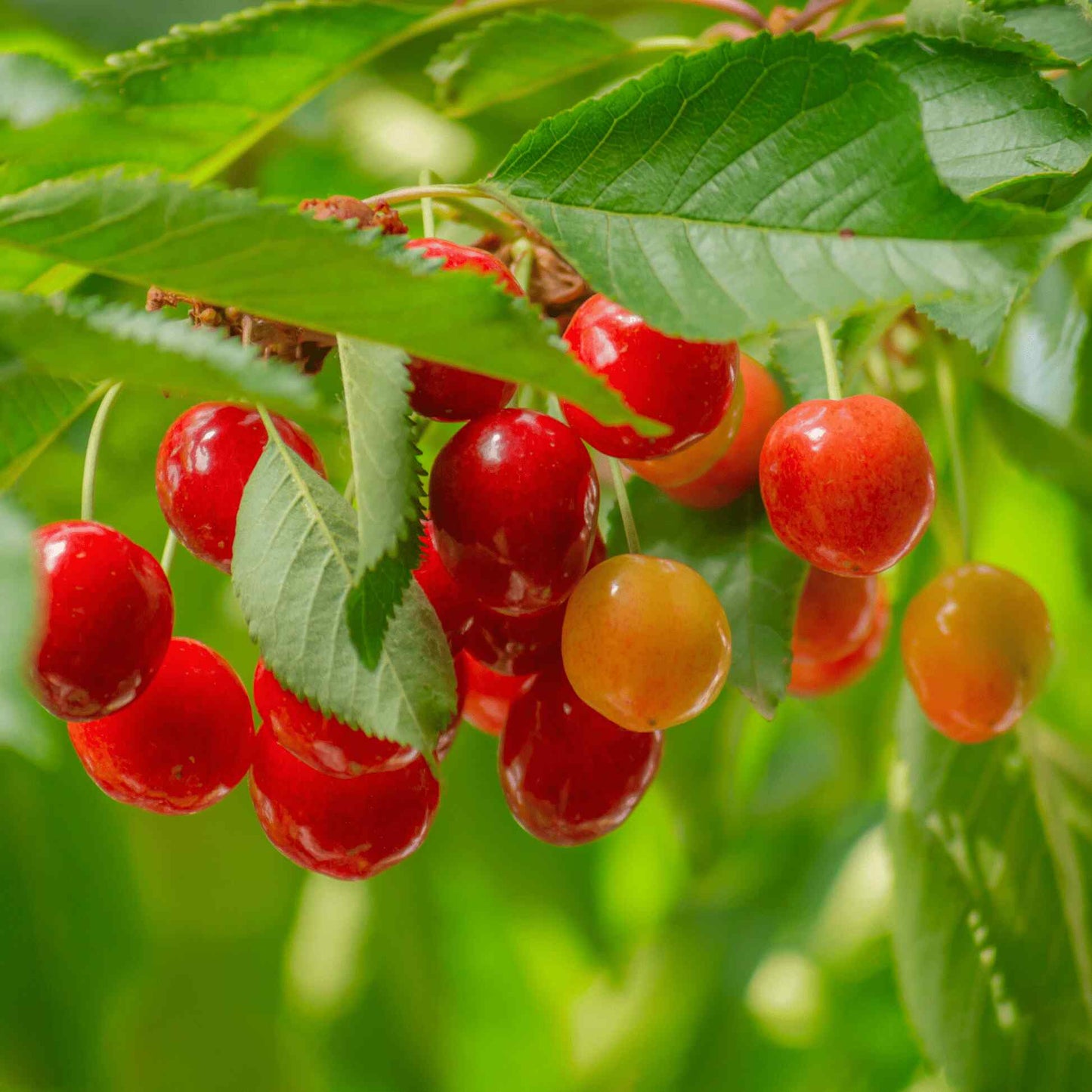 Lapins Cherry Tree