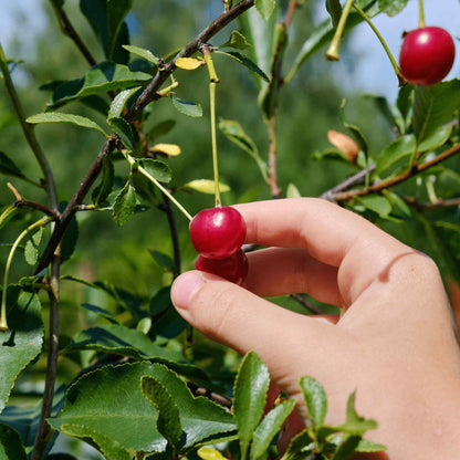 Lapins Cherry Tree