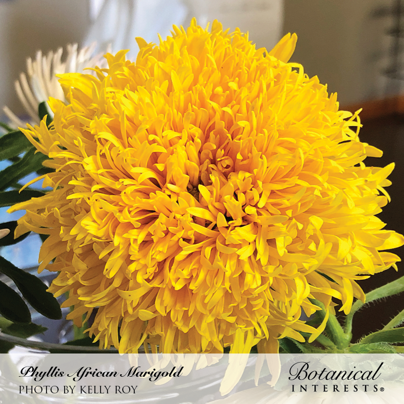 giant african marigold seeds Phyllis African Marigold Seeds