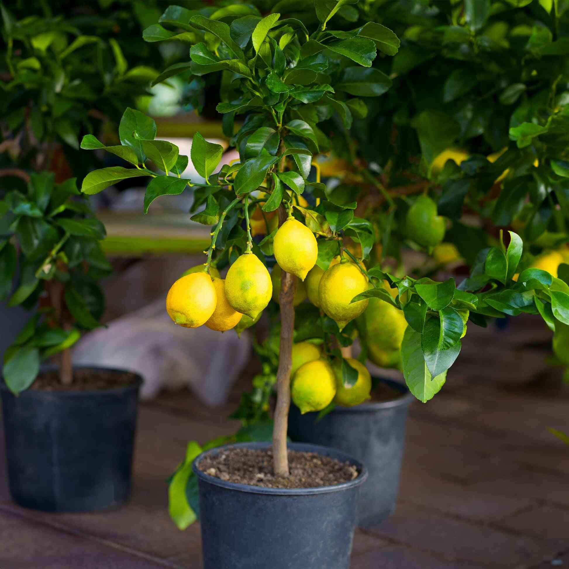 can you plant a meyer lemon tree in a pot Improved Meyer Lemon Bush – Epic Gardening