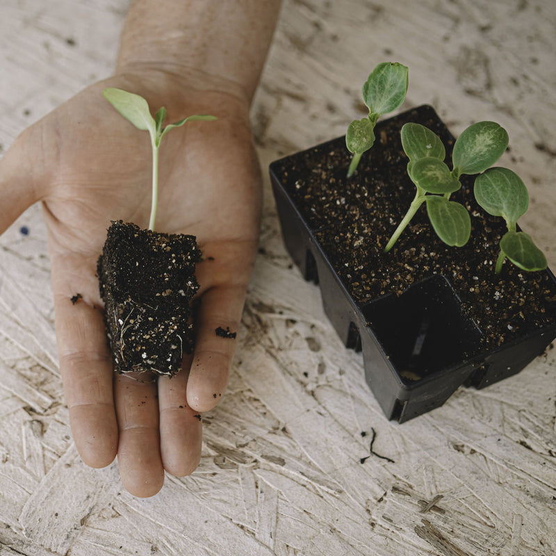 plastic trays for planting seeds Epic 6-Cell Seed Starting Trays – Epic Gardening