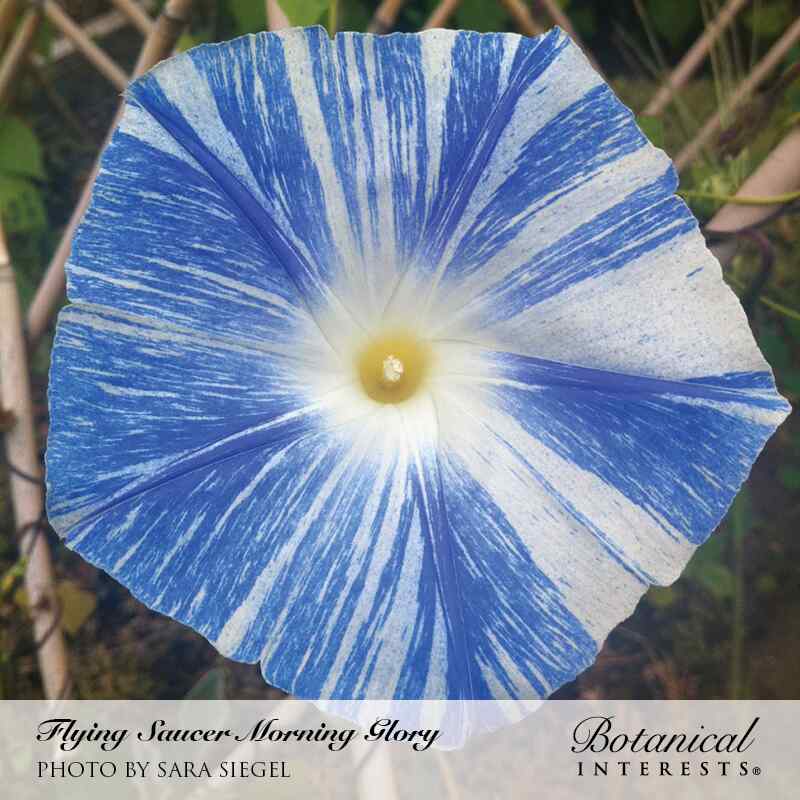 morning glory seeds erowid Flying Saucer Morning Glory Seeds