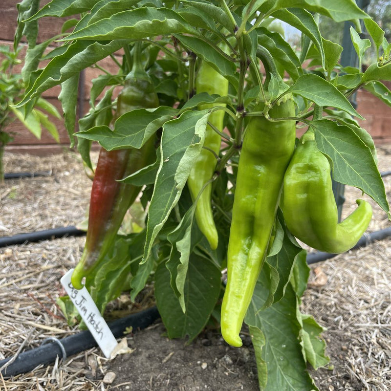 hatch chile seeds planting NuMex Heritage Big Jim Hatch Chile Pepper Seeds