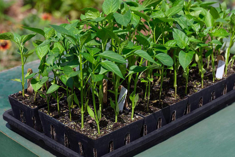 Epic Grow Bags Lined Epic Gardening