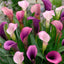 Pasja Calla Lily Bulbs