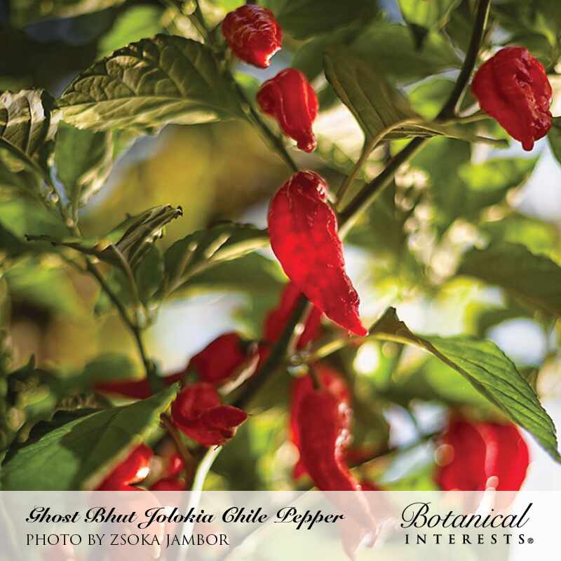 ghost plant seeds Botanical Interests Pepper Chile Ghost Bhut Jolokia