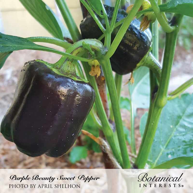 bell pepper plants from seeds Purple Beauty Sweet Pepper Seeds – Epic Gardening