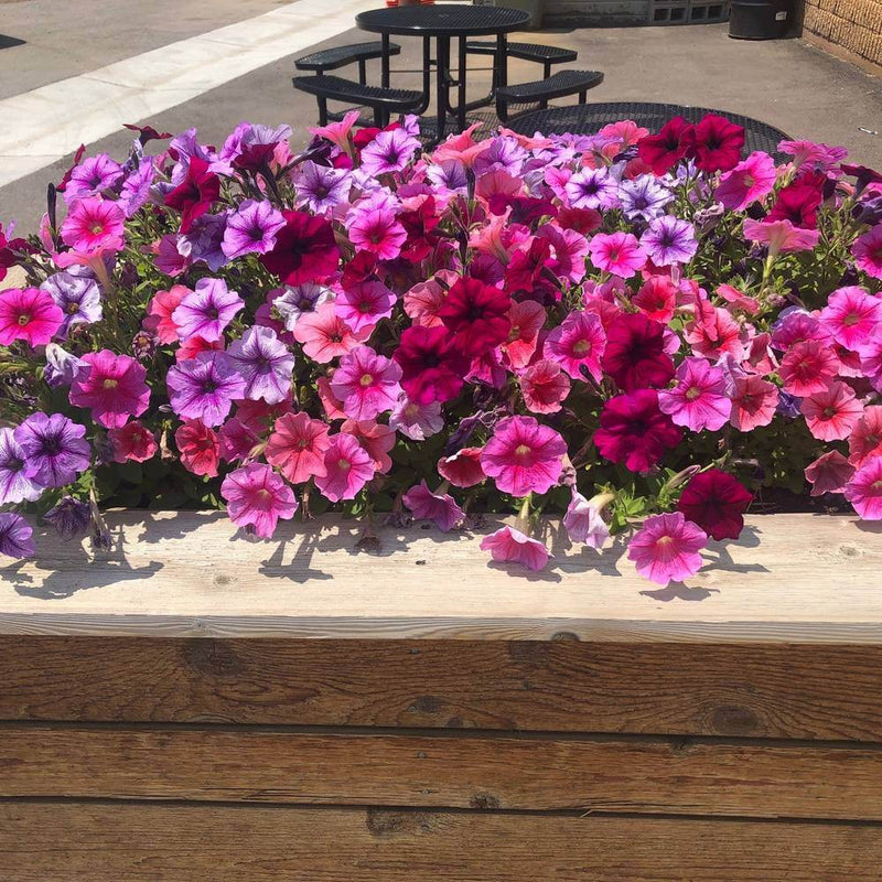 Garden Party Blend Petunia Seeds