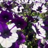 Shock Wave Purple Tie Dye Petunia Seeds