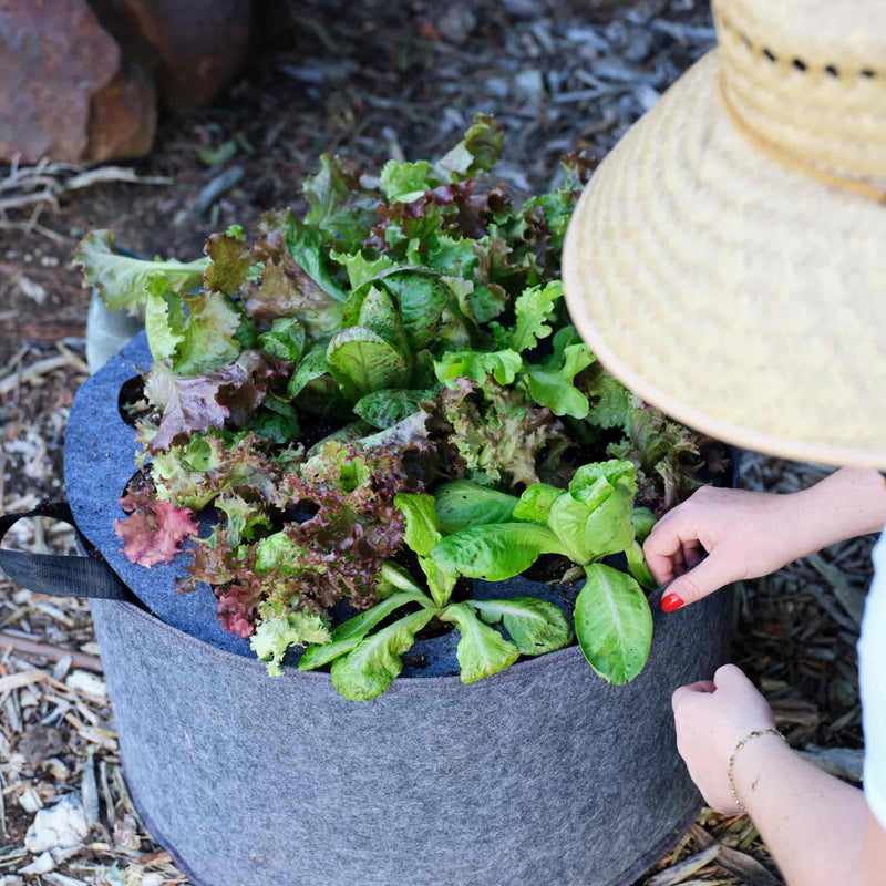 pot covers for plants wholesale Plantable Fabric Covers - 15 Gallon - 5 Holes