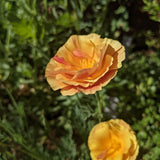 Orange California Poppy Seeds