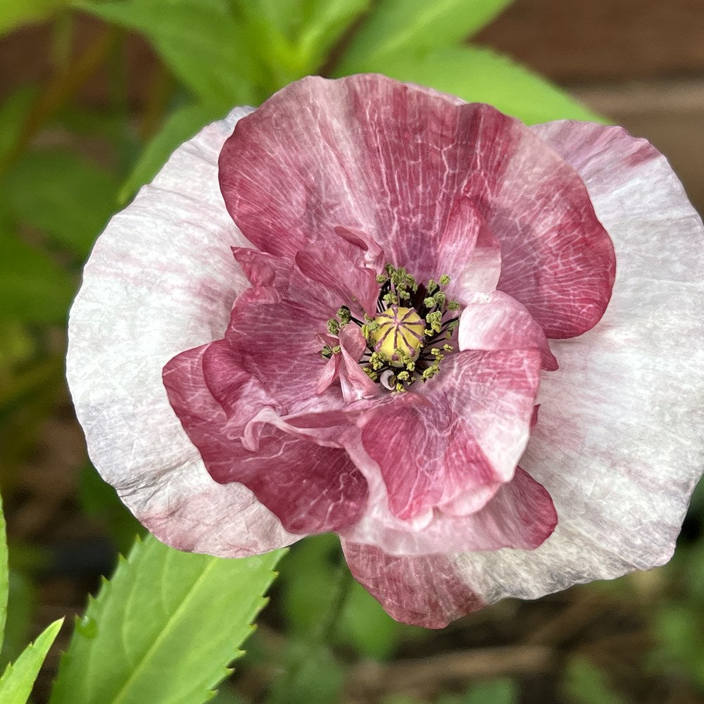 Pandora Poppy Seeds