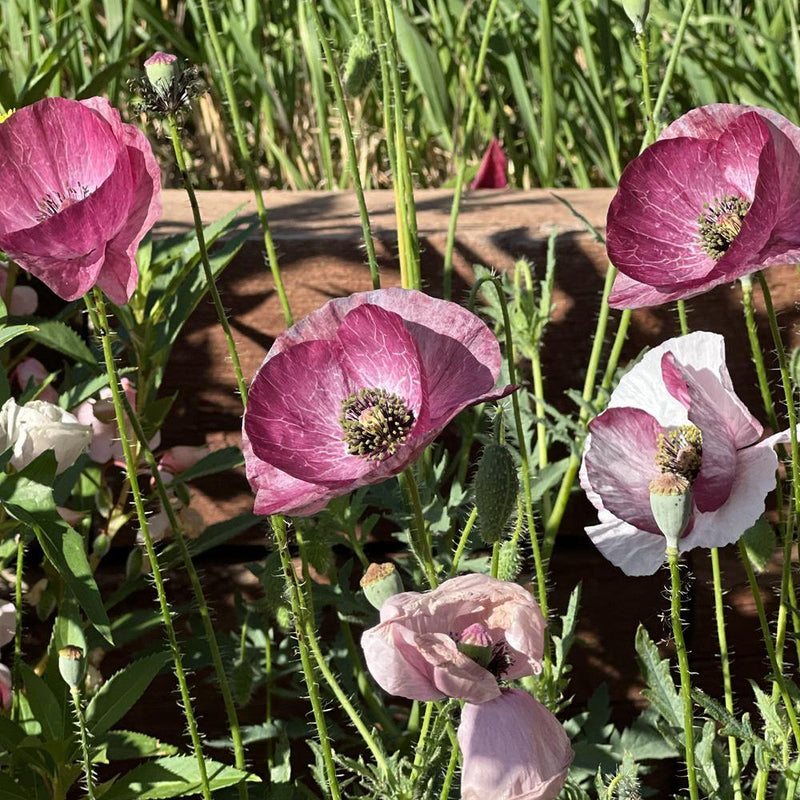 buy poppy seeds to plant Pandora Poppy Seeds