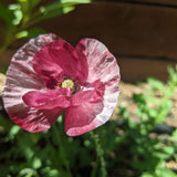 Pandora Poppy Seeds