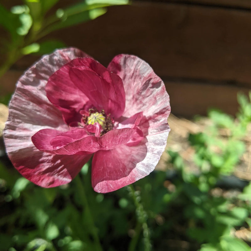 Pandora Poppy Seeds