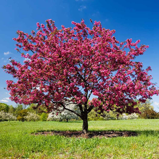 Prairie Fire Crabapple