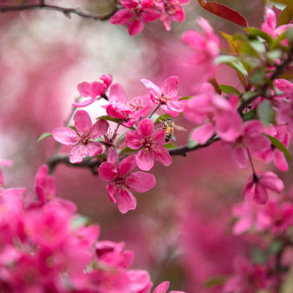 Prairie Fire Crabapple