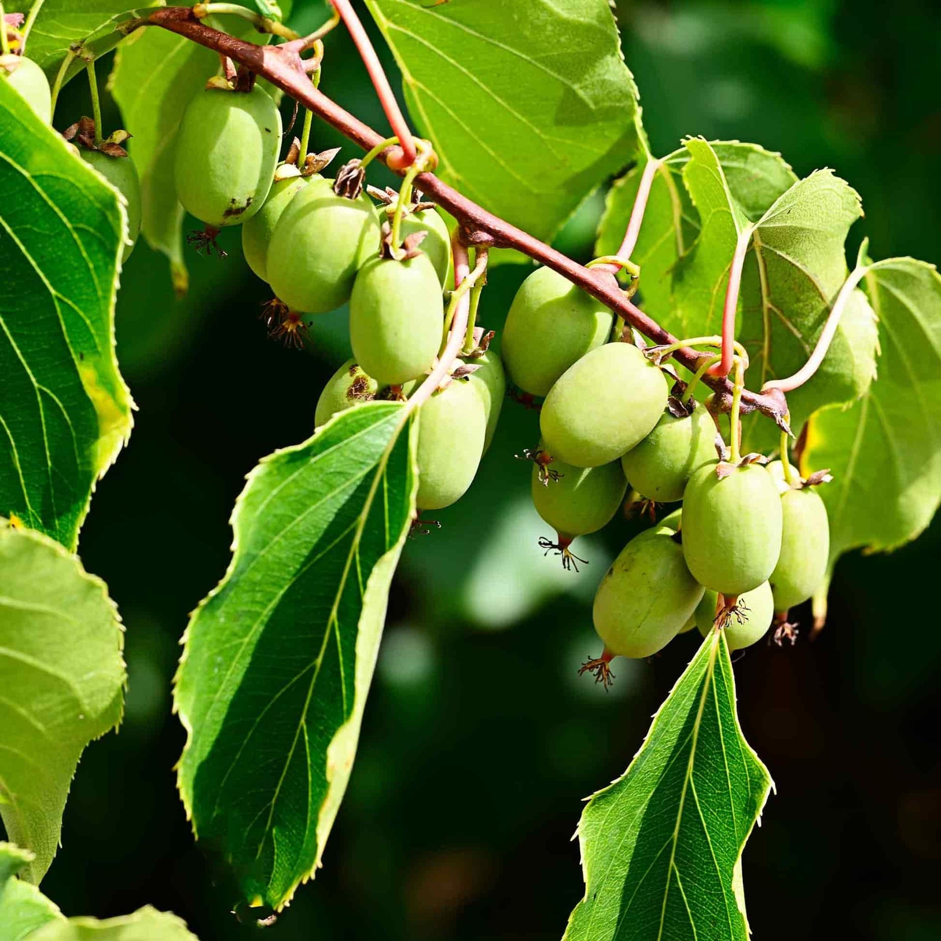 fertilizer for kiwi plants Kiwi