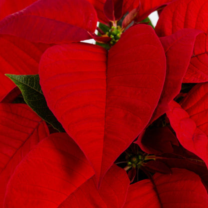 Red/White Holiday Poinsettia (Large)