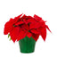 Red Holiday Poinsettia (Large)