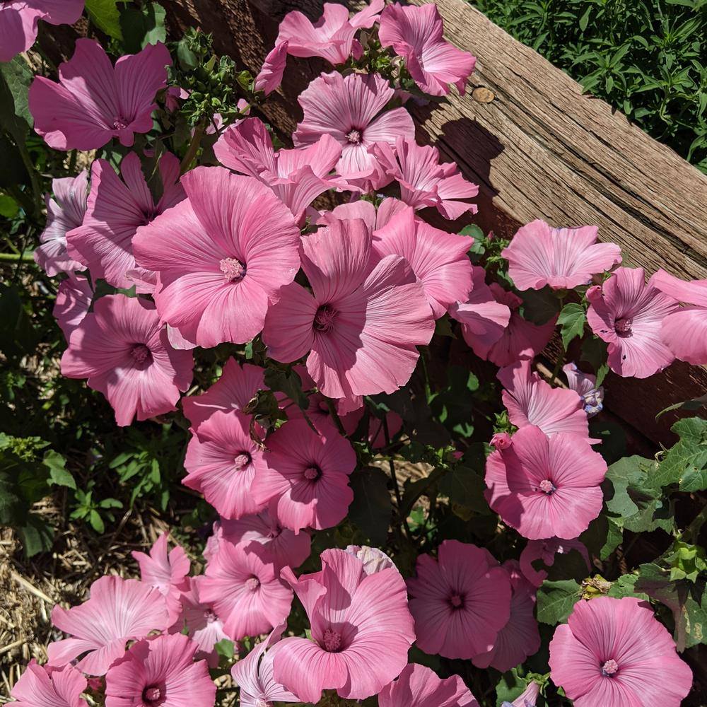 growing rose mallow from seed Pink Rose Mallow Seeds – Epic Gardening