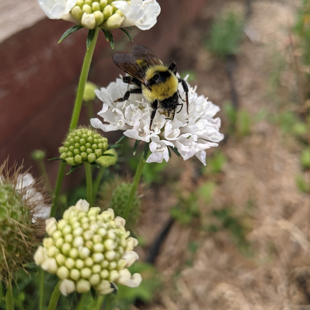 scabiosa flower seeds Snowmaiden Scabiosa Seeds