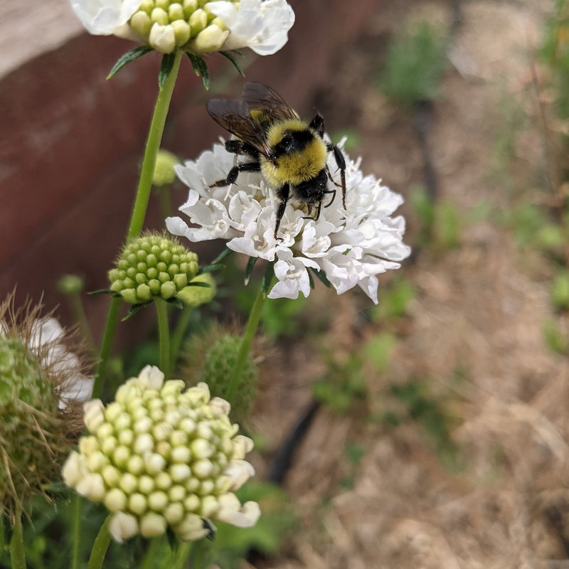 Snowmaiden Scabiosa Seeds
