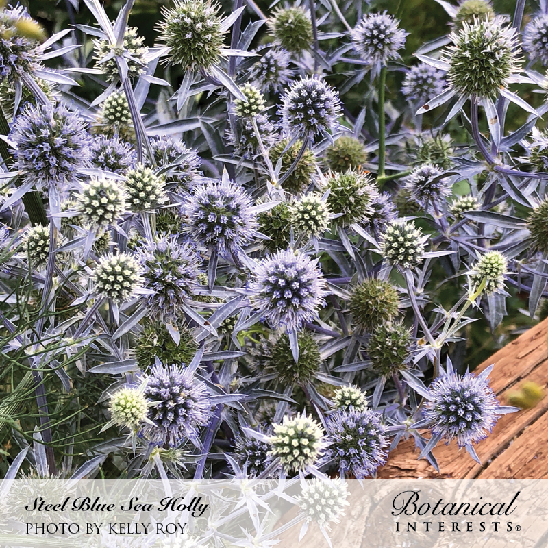 Steel Blue Sea Holly Seeds Product Image