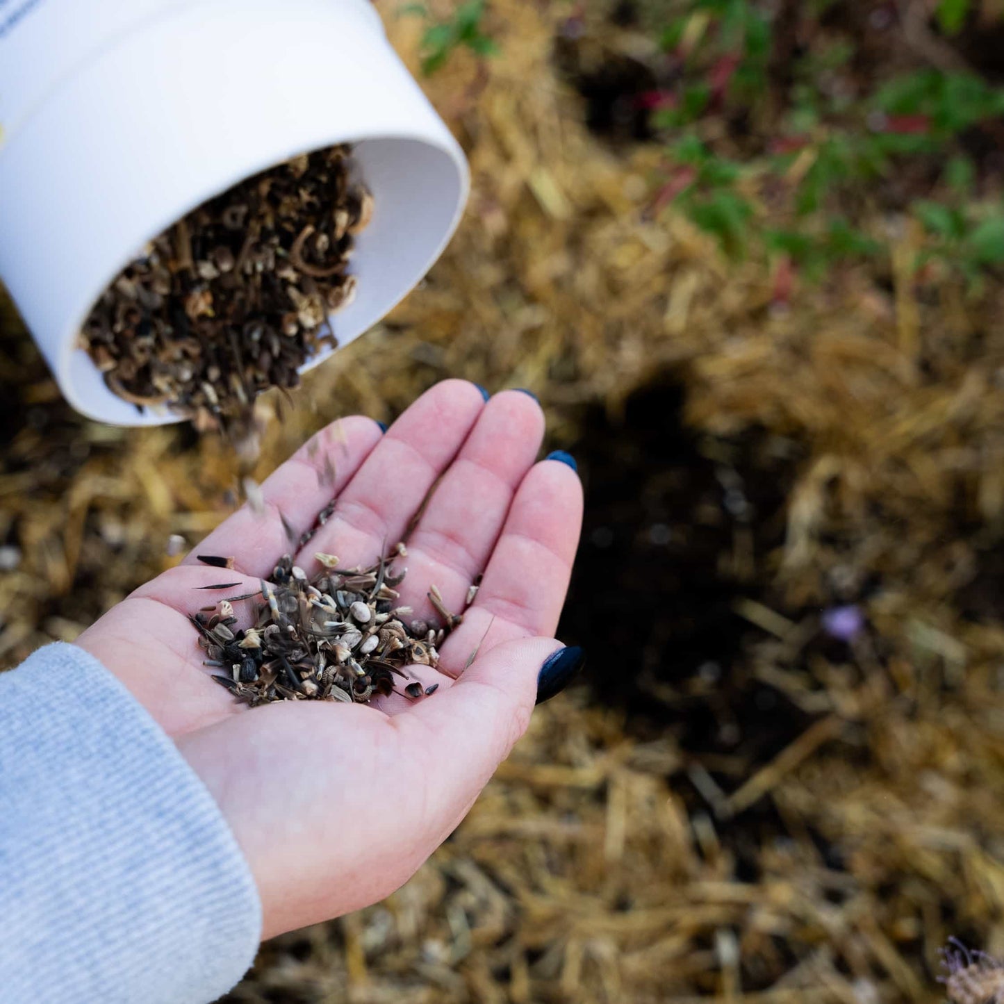 Cover Crop Buckwheat Seed Shaker