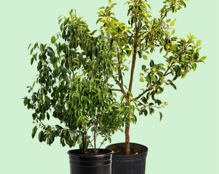 Live Goods