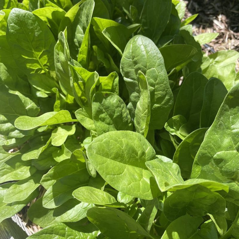 best way to plant spinach seeds Space Spinach Seeds