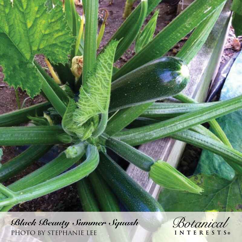 planting summer squash seeds Black Beauty Summer Squash Seeds