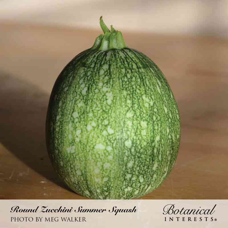 Round Zucchini Summer Squash Seeds