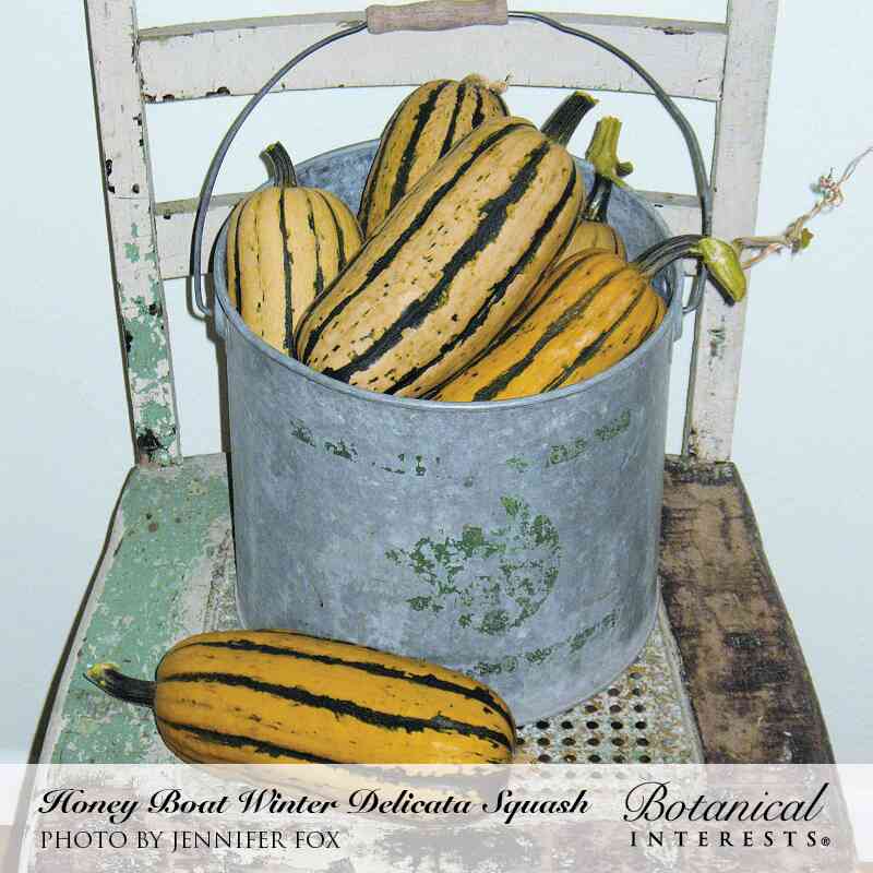 Honey Boat Winter Delicata Squash Seeds