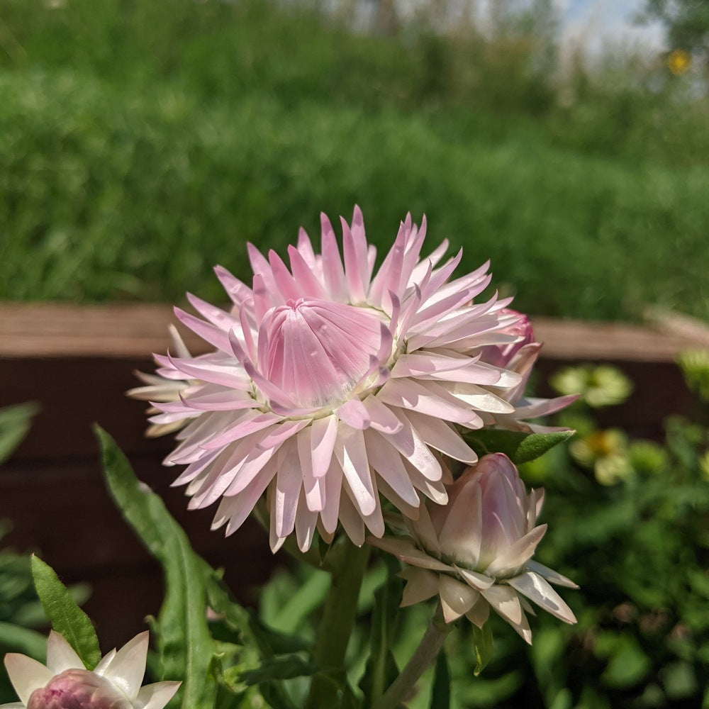 King Size Silvery Rose Strawflower Seeds